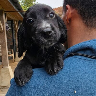 HONEY X SAGE – BEAUTIFUL WORKING COCKER SPANIEL PUPPIES – READY TO LEAVE NOW!
