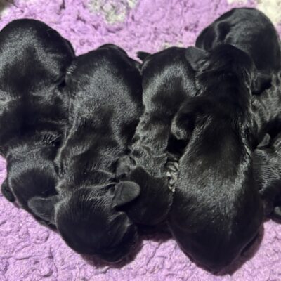 HONEY X SAGE – BEAUTIFUL WORKING COCKER SPANIEL PUPPIES – READY TO LEAVE 01.06.26