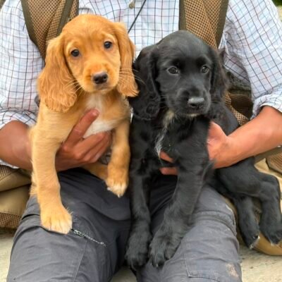 KORA X ROGUE – BEAUTIFUL WORKING COCKER SPANIEL PUPPIES – READY TO LEAVE NOW!!