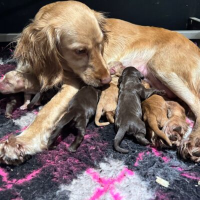 DAZZ X LOUIE - BEAUTIFUL WORKING COCKER SPANIEL PUPPIES - READY TO LEAVE 10/5/26