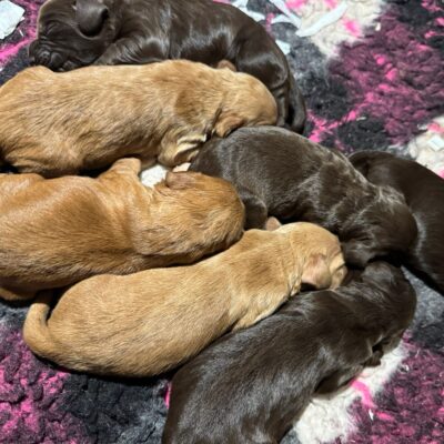 DAZZ X LOUIE - BEAUTIFUL WORKING COCKER SPANIEL PUPPIES - READY TO LEAVE 10/5/26