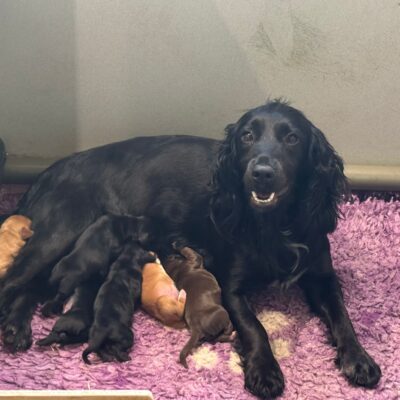 KORA X ROGUE – BEAUTIFUL WORKING COCKER SPANIEL PUPPIES – READY TO LEAVE 04.06.26