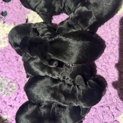 HONEY X SAGE – BEAUTIFUL WORKING COCKER SPANIEL PUPPIES – READY TO LEAVE 01.06.26