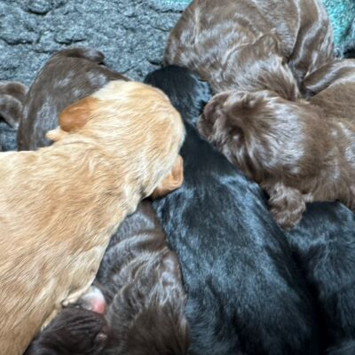 FIZZ X STERLING – BEAUTIFUL WORKING COCKER SPANIEL PUPPIES – READY TO LEAVE 08.06.26