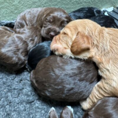 FIZZ X STERLING – BEAUTIFUL WORKING COCKER SPANIEL PUPPIES – READY TO LEAVE 08.06.26