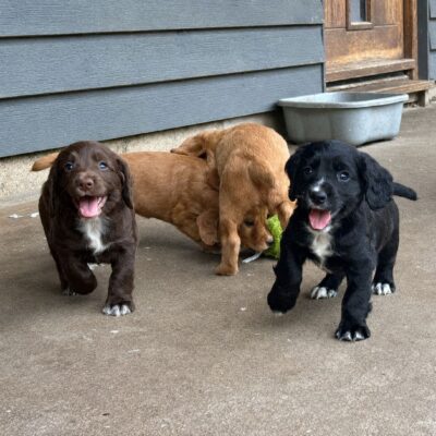 KORA X ROGUE – BEAUTIFUL WORKING COCKER SPANIEL PUPPIES – READY TO LEAVE 04.06.26