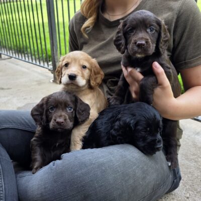 FIZZ X STERLING – BEAUTIFUL WORKING COCKER SPANIEL PUPPIES – READY TO LEAVE 08.06.26