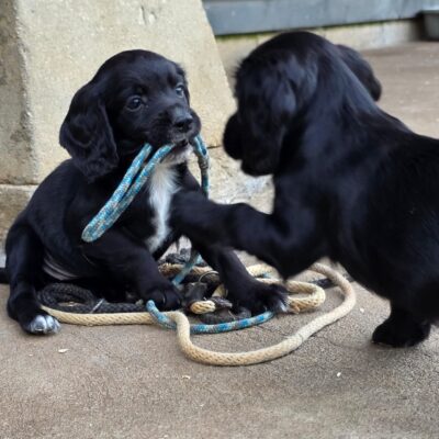 HONEY X SAGE – BEAUTIFUL WORKING COCKER SPANIEL PUPPIES – READY TO LEAVE 01.06.26