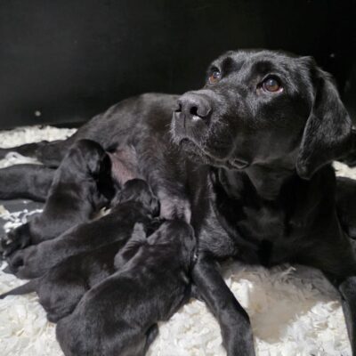 BOE X BONES - GORGEOUS BLACK LABRADOR LITTER - READY TO LEAVE - 21.06.2026