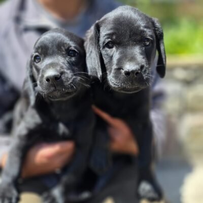 BOE X BONES - GORGEOUS BLACK LABRADOR LITTER - READY TO LEAVE - 21.06.2026