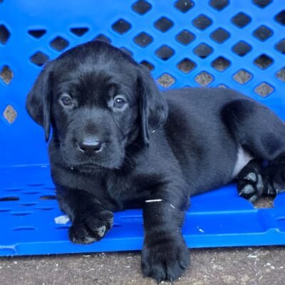 GEMMA X BONES - PLAYFUL LITTER OF BLACK LAB PUPPIES - READY TO LEAVE - 13.07.2026