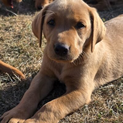 ELSA X BRACKEN - DEEP FOX RED LABRADOR PUPPIES - REPEAT MATING - READY TO GO NOW!!