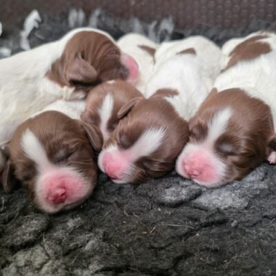 JUNE X FTCH TYSON - WILL BE AN OUTSTANDING LITTER OF PUPPIES - A TRIALERS DREAM DOG - READY TO LEAVE - 05.09.2026