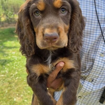 MILLIE X MICKEY - BEAUTIFUL CHOC & TAN LITTER - READY TO LEAVE NOW!