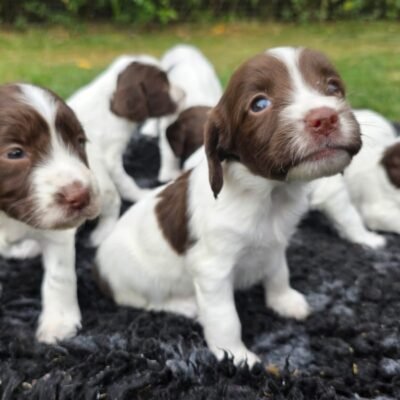 JUNE X FTCH TYSON - WILL BE AN OUTSTANDING LITTER OF PUPPIES - A TRIALERS DREAM DOG - READY TO LEAVE - 05.09.2026