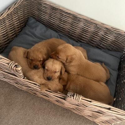 ELSA X BRACKEN - DEEP FOX RED LABRADOR PUPPIES - REPEAT MATING - READY TO GO 03.08.2026