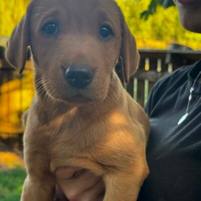ELSA X BRACKEN - DEEP FOX RED LABRADOR PUPPIES - REPEAT MATING - READY TO GO NOW!!