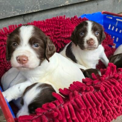 SALLY X QUADE - GORGEOUS TRIALING OR FAMILY SPRINGER PUPS- READY TO LEAVE - 28.09.2026
