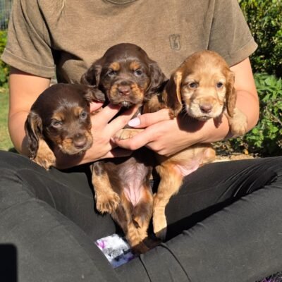 COCO X YOGI - BEAUTIFUL COLOURFUL LITTER - READY TO LEAVE - 29.08.2026