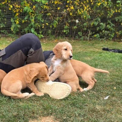 DANI X MAX FTCH - BEAUTIFUL GOLDEN COLOURED LITTER - READY TO LEAVE - 13.08.2026