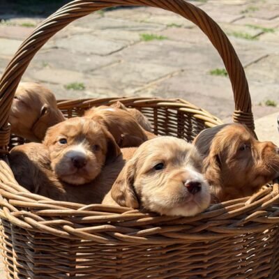 DANI X MAX FTCH - BEAUTIFUL GOLDEN COLOURED LITTER - READY TO LEAVE - 13.08.2026