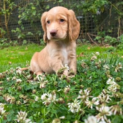 HAL X YOGI - BEAUTIFUL GOLDEN/RED COLOURED BOYS - READY LEAVE NOW!