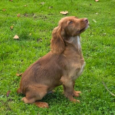 HATTIE X OAKES - NOODLES - A CUDDLY RED COCKER BOY - READY TO LEAVE NOW!