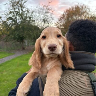 HAL X YOGI - BEAUTIFUL GOLDEN/RED COLOURED BOYS - READY LEAVE NOW!