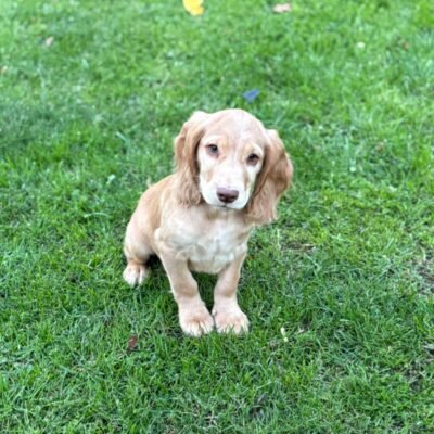 HAL X YOGI - BEAUTIFUL GOLDEN/RED COLOURED BOYS - READY LEAVE NOW!