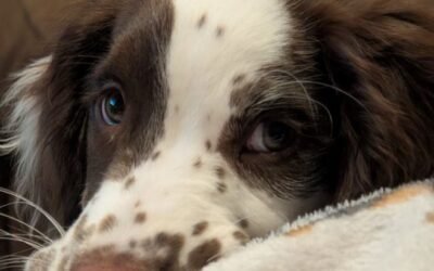 Choosing Countryways Gundogs was one of the best decisions we made. – 01.2026