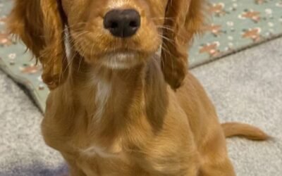 A big thank you to David & Andrea for this sweet little girl – 01-2026