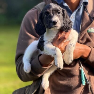 LIZZY X BARNEY - 1xB/W BOY STILL AVAILABLE - PLAYFUL LITTER OF SPRINGER SPANIEL PUPPIES - READY TO LEAVE - 23.10.2026