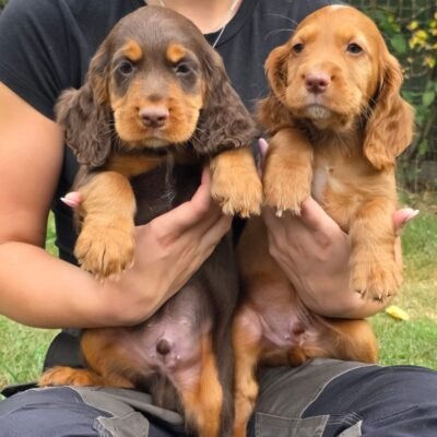 HATTIE X OAKES - CUDDLY CHOC&TAN BOY-RED BOY AVAILABLE - READY TO LEAVE NOW!