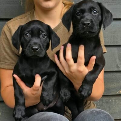 KIM X BONES - PLAYFUL BUNCH OF BLACK LABRADOR PUPPIES - READY TO LEAVE - 13.09.2026