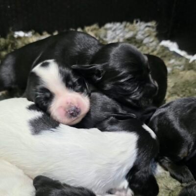 GIN X MICKEY - REPEAT MATING, UNIQUE MARKED COCKER SPANIEL PUPPIES - READY TO LEAVE - 25.10.26!