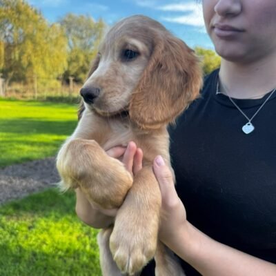 HATTIE X OAKES - CUDDLY RED BOY AVAILABLE - READY TO LEAVE NOW!