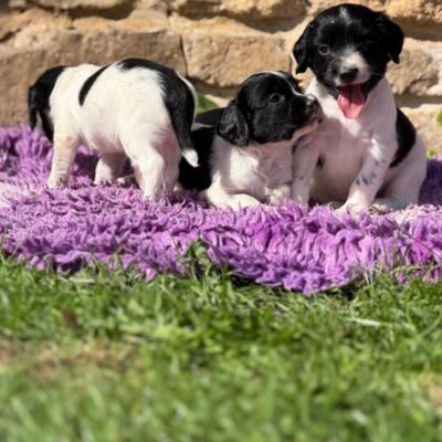 LIZZY X BARNEY - B/W PLAYFUL LITTER OF SPRINGER SPANIEL PUPPIES - READY TO LEAVE - 23.10.2026
