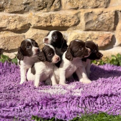 BUNTY X TYSON - IMPECCABLE LITTER PERFECT FOR TRIALLERS - READY TO LEAVE - 19.10.2026