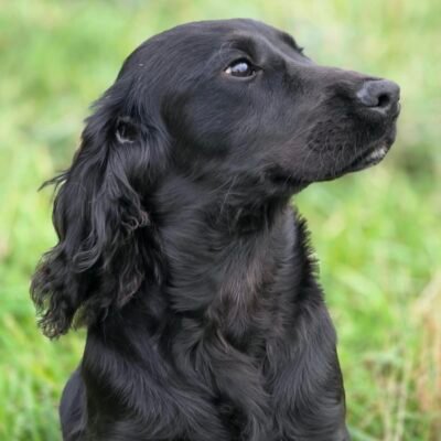 FIZZ X STERLING – LENNOX - A BEAUTIFUL COCKER SPANIEL BOY – READY TO LEAVE NOW!!