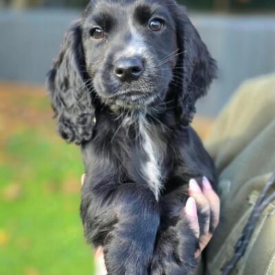 NESSA X YOGI - ONE GORGEOUS BLACK BOY AWAITING HIS FOREVER HOME - READY TO LEAVE - 05.10.26!