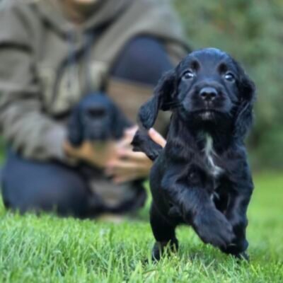 GIN X MICKEY - REPEAT MATING, UNIQUE MARKED COCKER SPANIEL PUPPIES - READY TO LEAVE - 25.10.26!