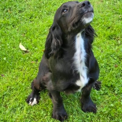 KORA X ROGUE – KALE - A CARING WORKING COCKER SPANIEL BOY – READY TO LEAVE NOW!!
